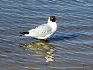 seagull on the water
