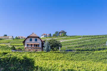 Obraz premium Lavaux, vignoble en terrasses - suisse