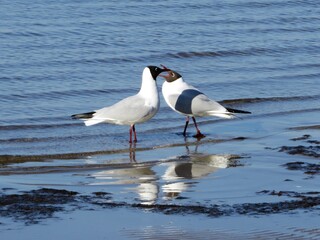 seagull on the beach