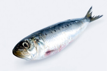 イワシ　調理前の食材