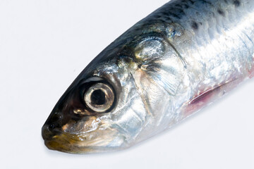 イワシ　調理前の食材