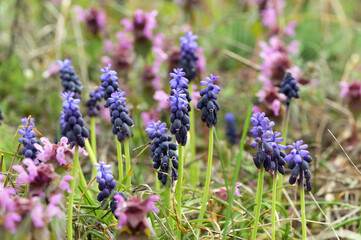 Blue Grape Hyacinth, Muscari armeniacum flowers