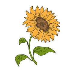 Sunflower. Flower with stem and leaves. Hand drawn flat vector illustration for your design.