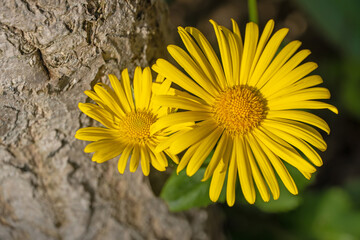 Gelbe Blüten der Gemswurz