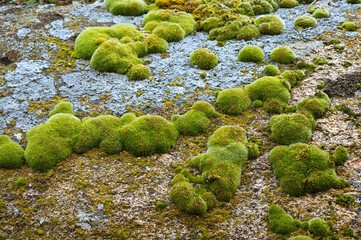 Colored Stone Blocks With Green Moss