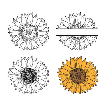 Set of 4 heads of sunflowers on white background. Sunflower in outline style and solid. Sunflower cut with a strip for the text. Hand drawn vector illustration for your design.