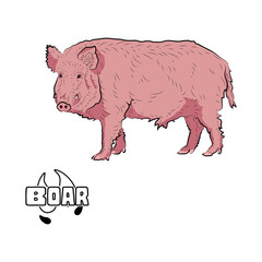 Boar is looking. Pink tones.