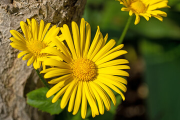 Gelbe Blüten der Gemswurz