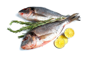 Fresh dorado isolated on white background