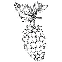 Raspberry isolated vector drawing. Organic essential oil engraved style sketch. Beauty and spa, cosmetic ingredient. Great for label, poster, flyer, packaging
