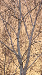 branches of a tree