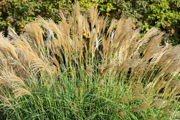 Closeup of lawns with the tall white flowers