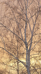 Birch tree at sundown