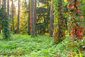 Beautiful landscape with trees of thick coniferous forest and red leaves