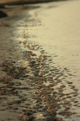 jellyfish on the beach