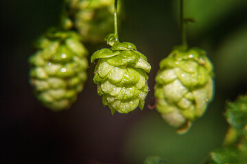 Farming and agriculture concept. Green fresh ripe organic hop cones for making beer and bread, close up. Fresh hops for brewing production. Hop plant growing in garden on farm