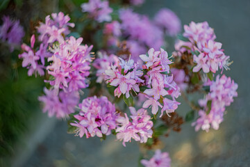 Top view of blooming pink azalea in the shade of trees in the park in the springtime. Natural blurred background and bokeh.