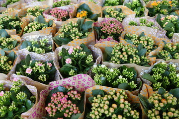 Vente de Kalanchoés