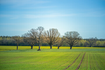 A beautiful springtime scenery with cloudy sky. Sunny day with clouds during spring in Northern Europe. Natural rural landscape.