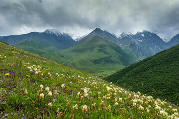 Mountain landscape with blooming meadows