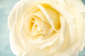 a rose flower over soft blue background