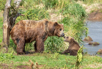 Fototapeta na wymiar Female brown bear and her cub