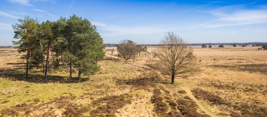 Panorama of a heather field with trees in nature area Drents-Friese Wold, Netherlands