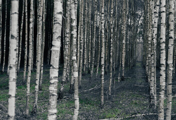Birch moody forest. - obrazy, fototapety, plakaty