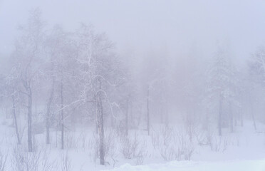 Winter landscape. Snowy mountain forest in the fog.