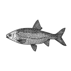 Obraz premium Fish, sketch engravings vector illustration. Fashion design for printed T-shirts. Imitation of a scratch board. Black and white hand-drawn image.