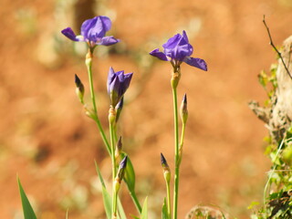 Iris L., è un genere di piante della famiglia delle Iridaceae, che comprende oltre 300 specie,...