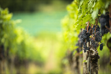 Ripe grapes on vine growing in vineyard at sunset time, selective focus, copy space. Vineyards grape at sunset in autumn harvest. Ripe red wine grapes.