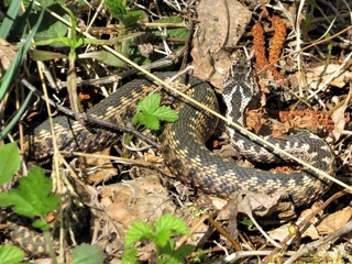 snake on the grass