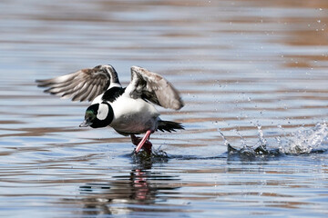 Bufflehead Drake - Launch