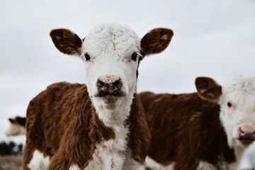 Hereford calves on farm close up looking at camera for baby cow portrait.