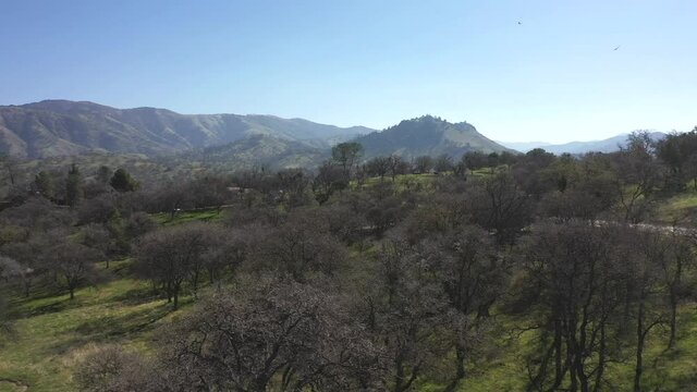 Buzzards circle the sky signaling death somewhere in the Tehachapi mountain landscape during Spring
