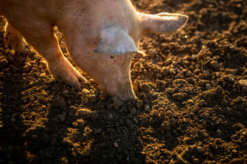 Pigs eating on a meadow in an organic meat farm