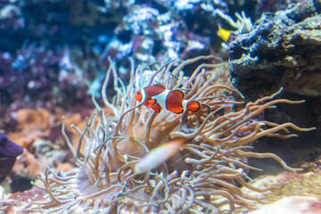 Clownfish Amphiprion in the thickets of seaweed actinia. The reef is in the background. Fish of...