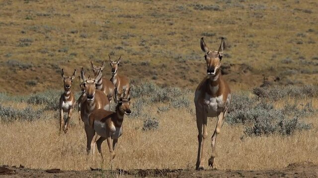 Antelope Herd Running in to Water Across Grassy Plain