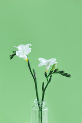 Tender white freesia flowers in a glass vase on pastel green background. Spring background.