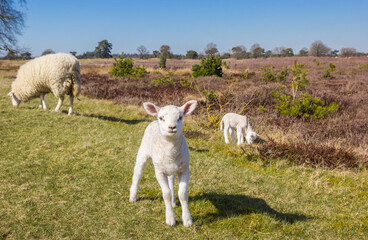 Cute little lamb in nature area Drents-Friese Wold, Netherlands