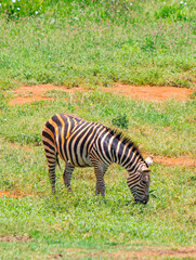 Fototapeta na wymiar Grevy's zebras grazes on a grassy plain. It is a wildlife photo in Africa, Kenya, Tsavo East National park.