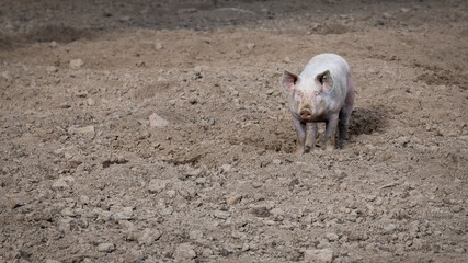 Freilandschwein  im Auslauf - viel Textfreiraum