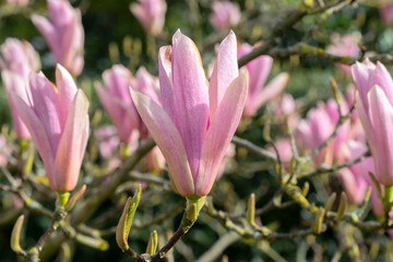 Close Up Of A Pink Magnolia At Amsterdam The Netherlands 4-2-2020