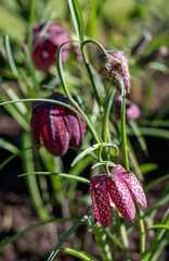 Purple chequered Snake's  Head Fritillary flowers grow in a suburban garden in Pinner, Middlesex UK. Photographed on a sunny day in early April.
