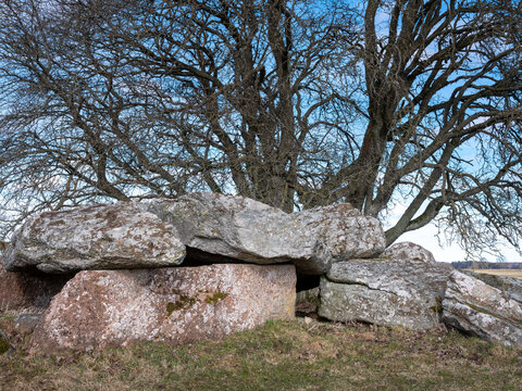 Iron age burial site.  Chamber with stones and huge oak in background. Shot in Sweden, Scandinavia