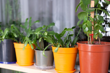 Flowers in pots on the windowsill