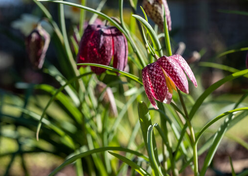 Purple chequered Snake's  Head Fritillary flowers grow in a suburban garden in Pinner, Middlesex UK. Photographed on a sunny day in early April.