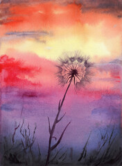 Sunset watercolor illustration. The sky over the field and dandelion