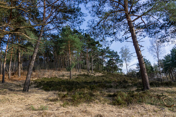 Birgeler Urwald 
